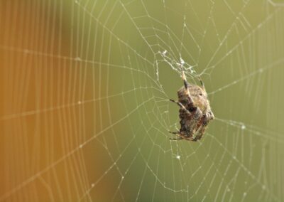 Elizabeth M Grove Photography - Spider Web