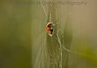 Elizabeth M Grove Photography - Spider Web