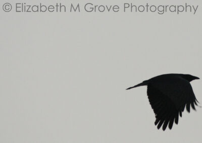 Elizabeth M Grove Photography - Bird